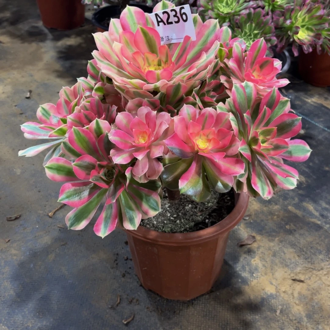 多肉植物粉女巫236多肉