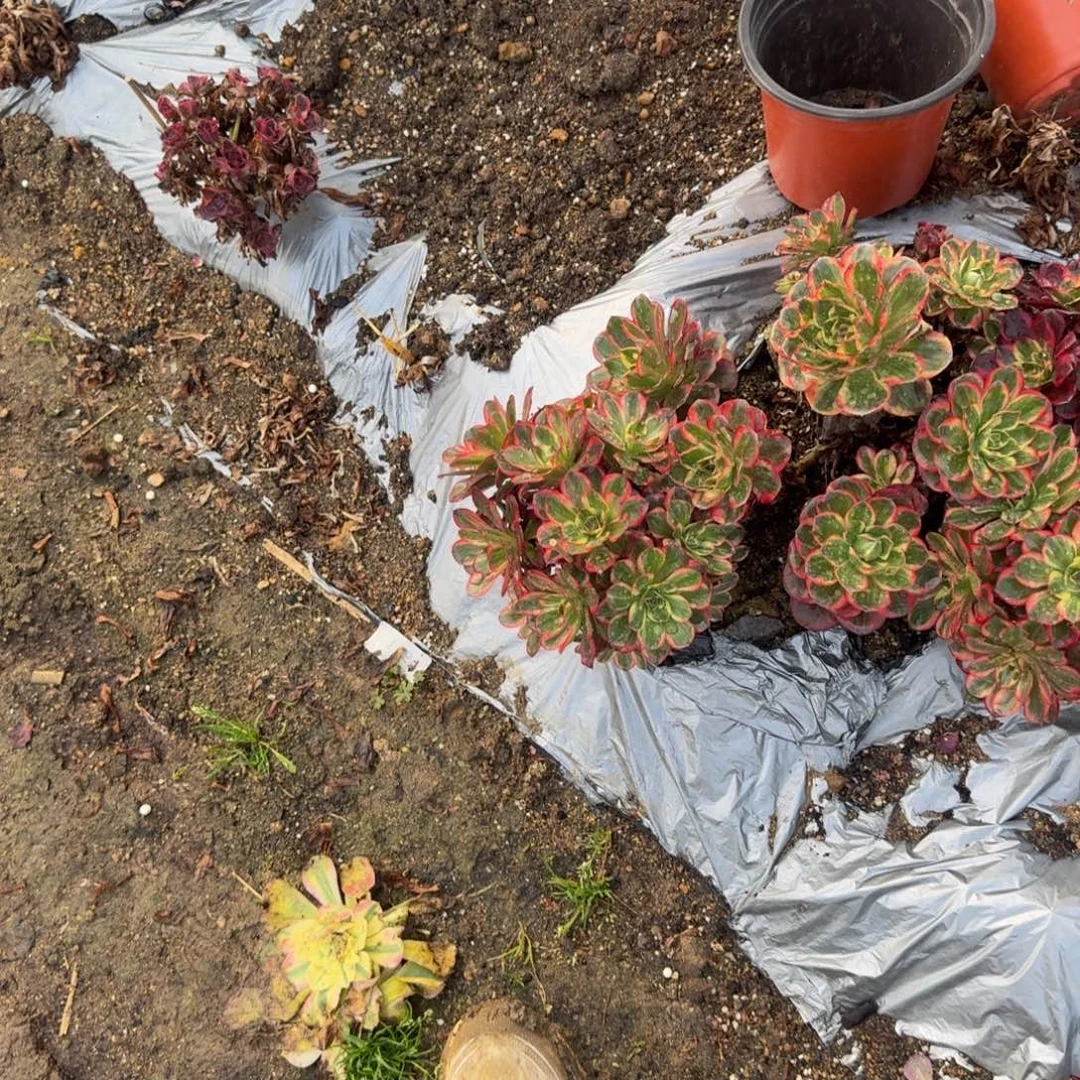 L***p营养液3瓶。多肉植物