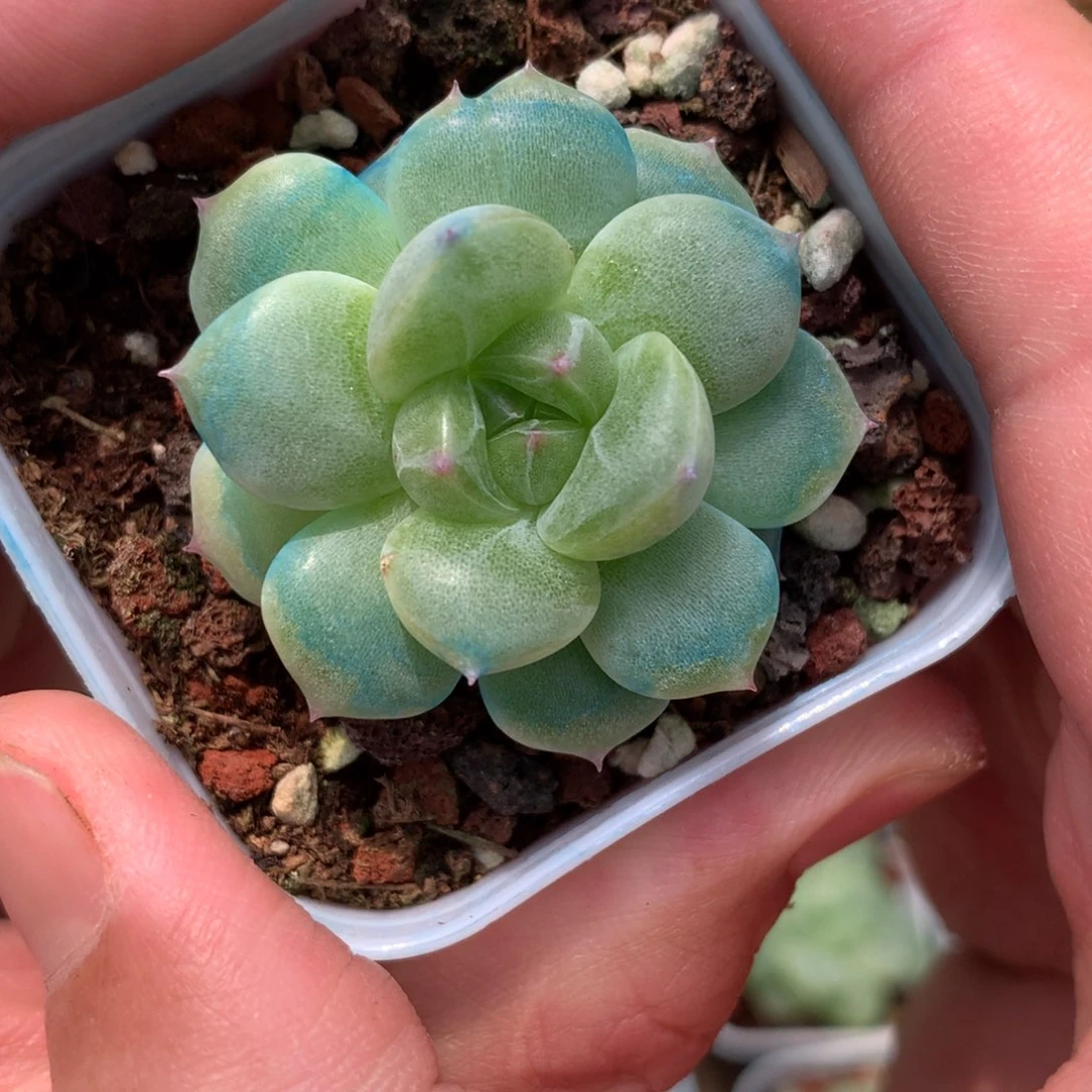 全部花朵宽叶的一颗3号♥️