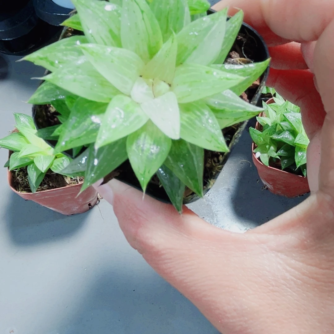 白砂糖锦多肉植物66666