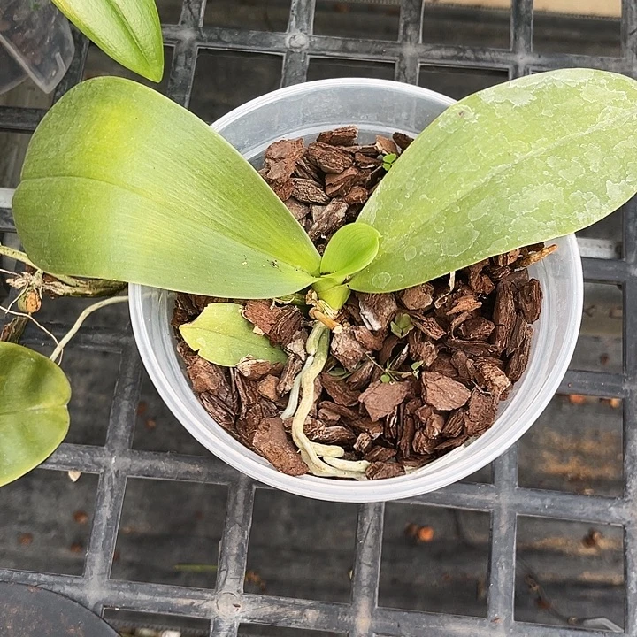 全部花苞凯乌兰妮700瑕疵不售后