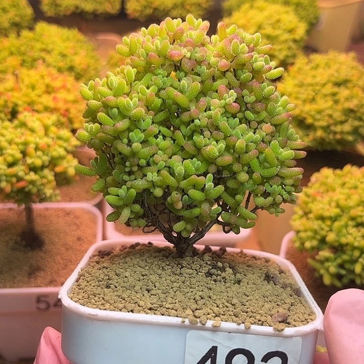 无花朵492蜜桔糖球