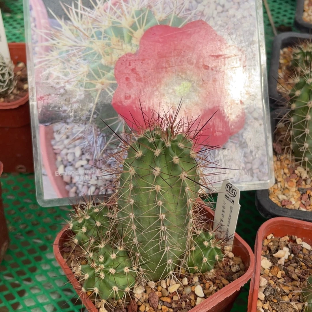 鹿角柱实生仙人球六倍体虾