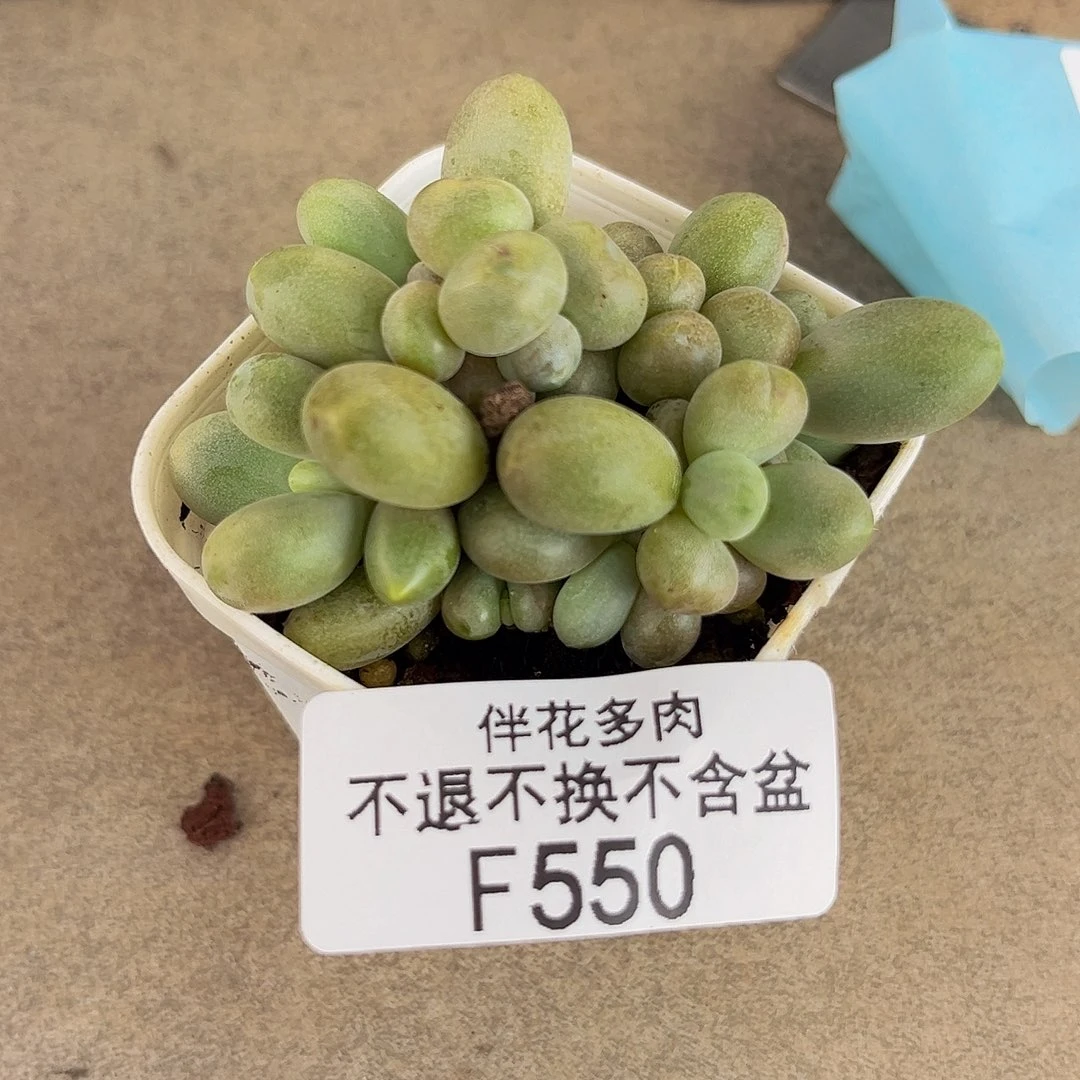 550-糖果美多肉小树苗4cm