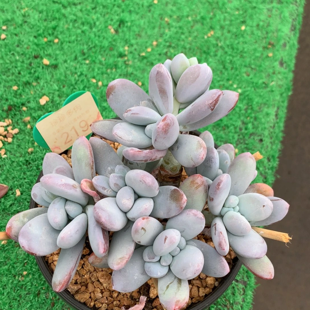雪美人无砍平头219
