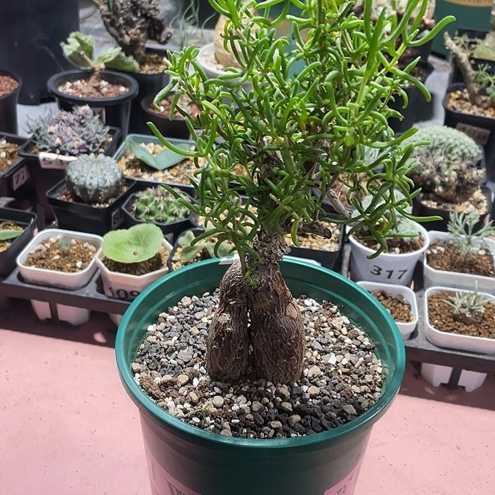 5555产地梅斯木枝干老桩