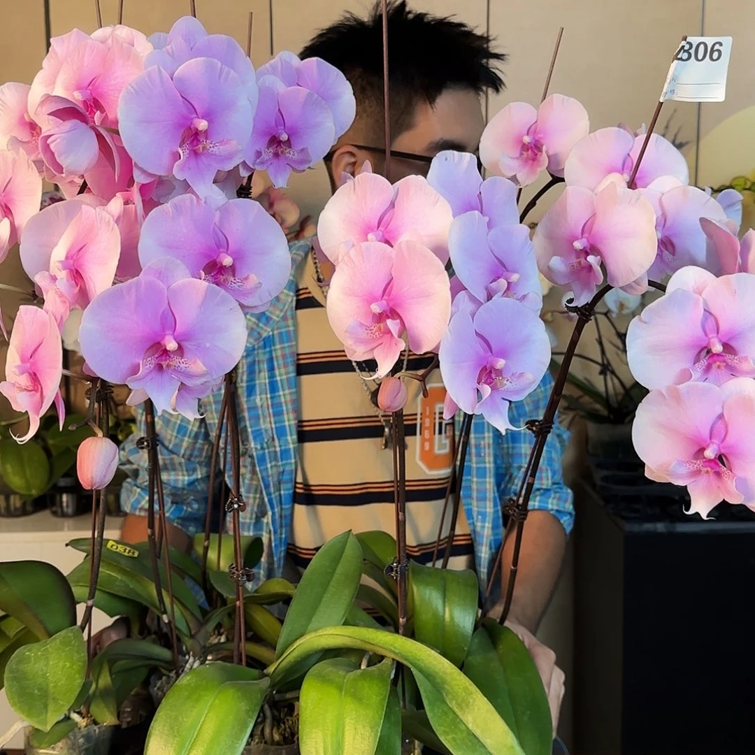 大部分开放少量花苞粉迷雾/随机发两颗/正常发//掉断花无售后