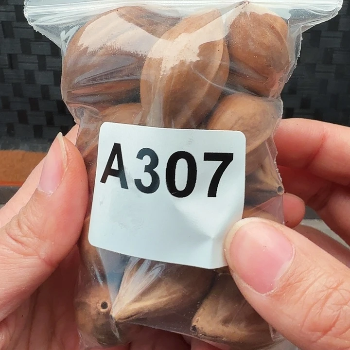 S****橄榄核手串/手链橄榄