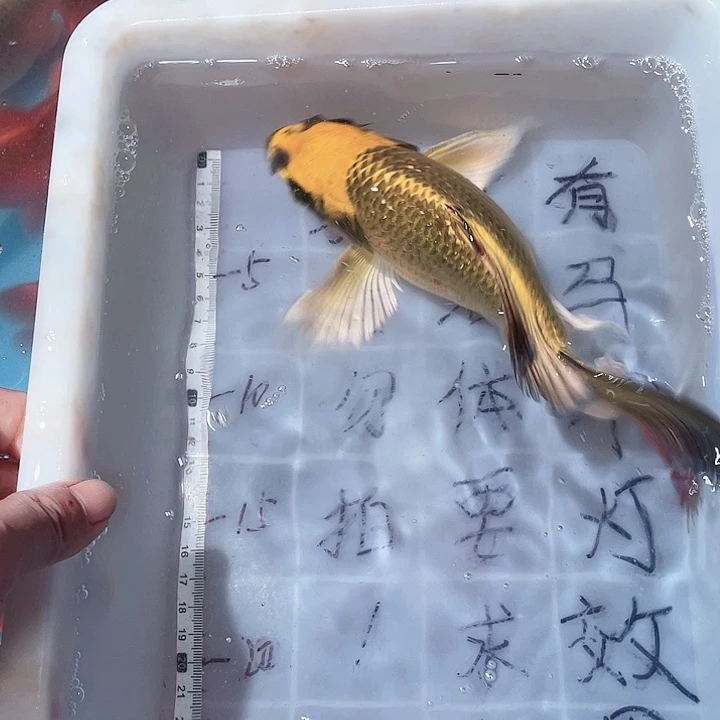 蝴蝶鲤鱼渔场直发74