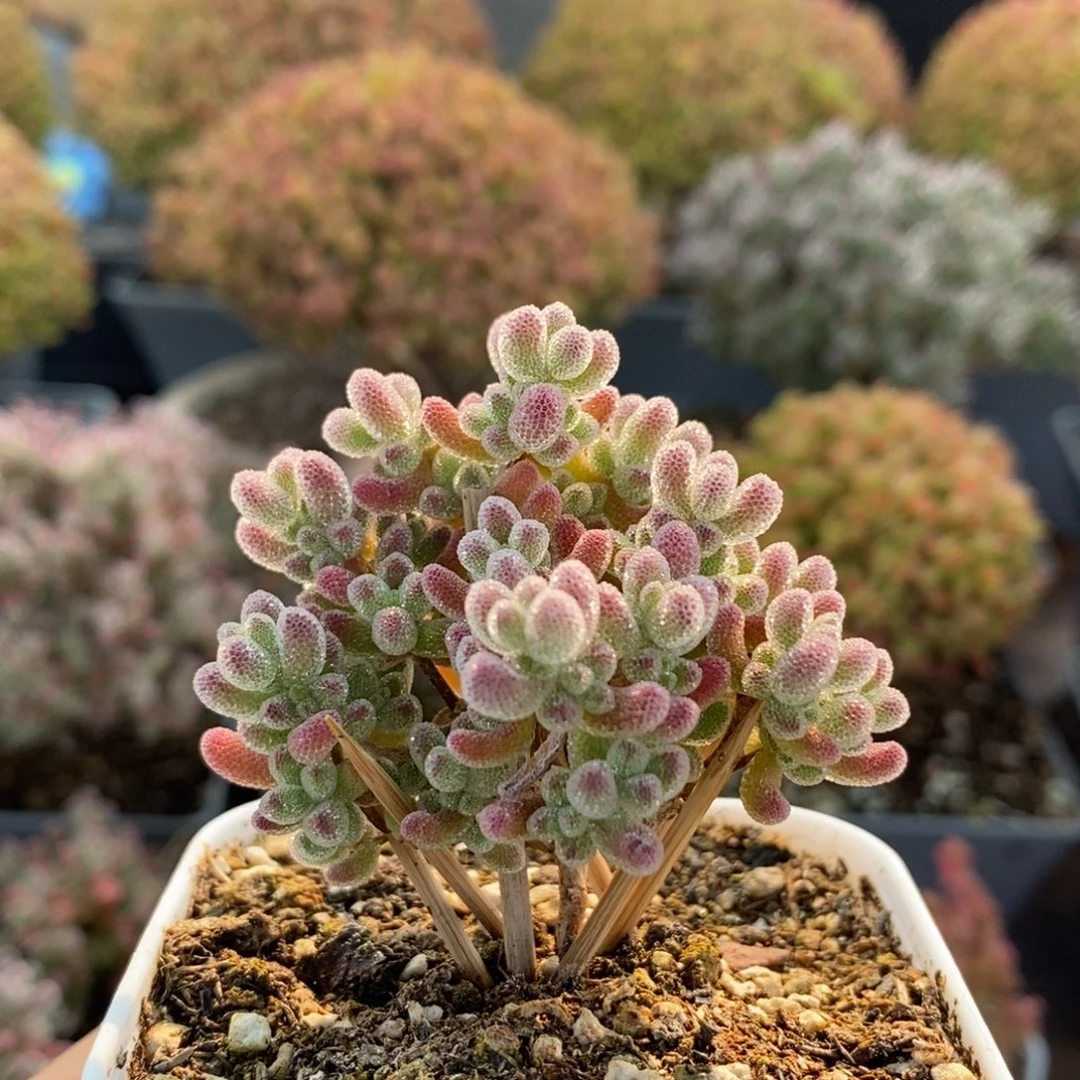 实生冰晶3809枝干番杏