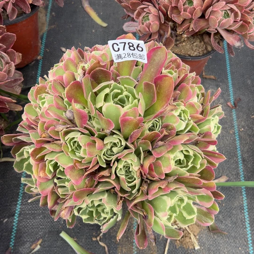 786多肉  雨花石