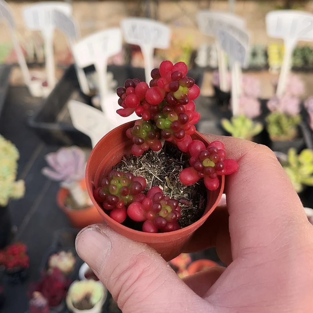 小*猫78多肉植物提取萃取剂中添加