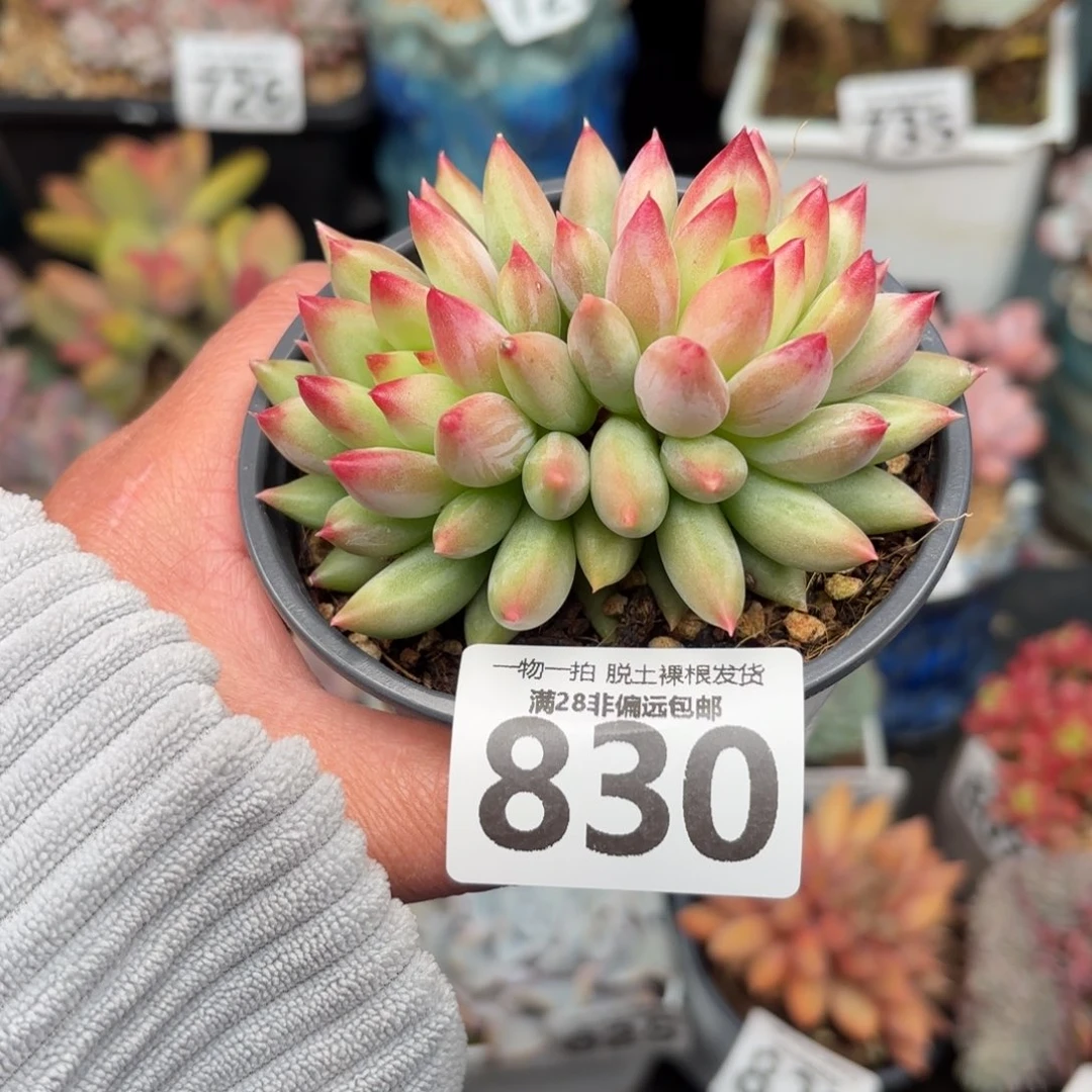 岩字虞美人无盆土发货