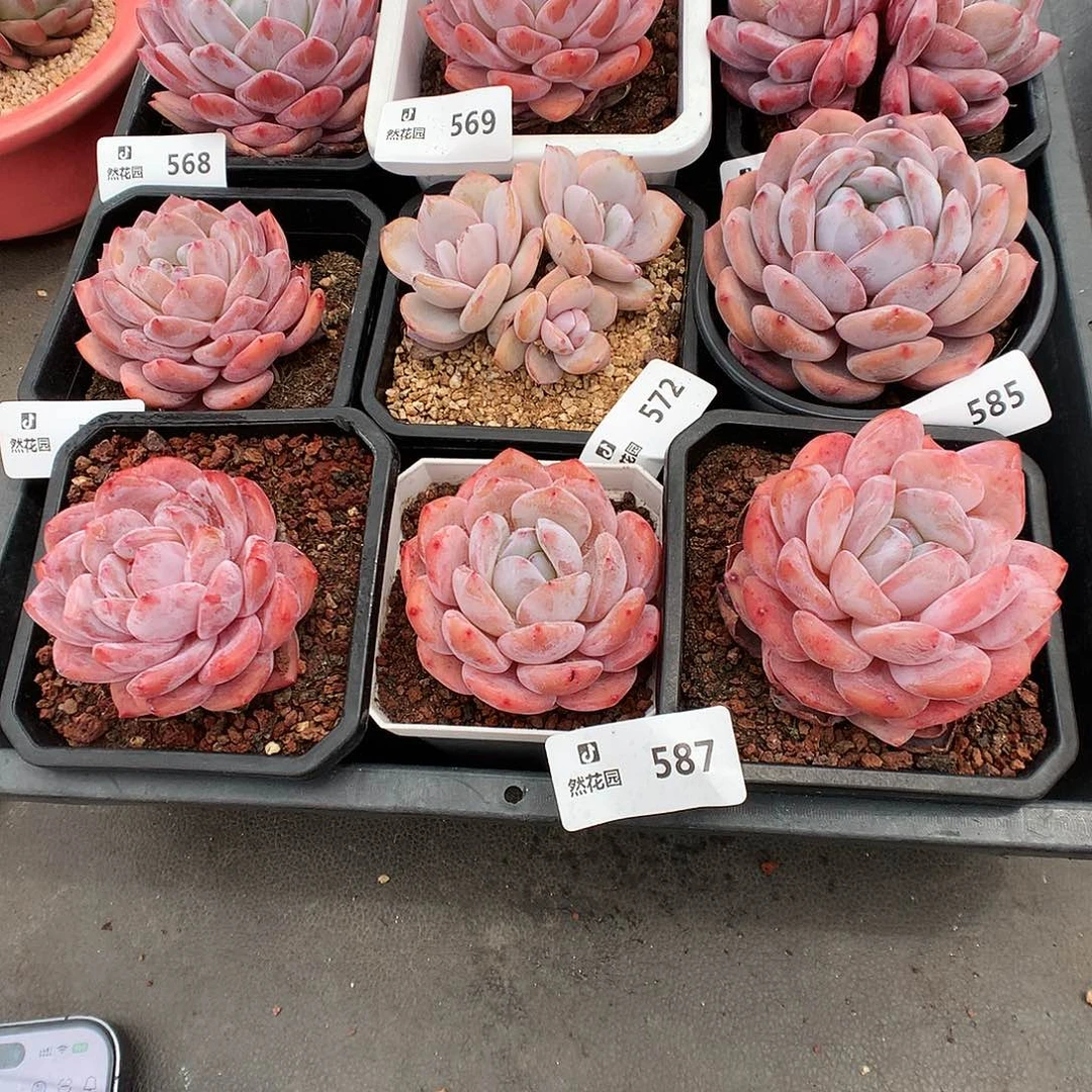 587雪天使3颗多肉植物666