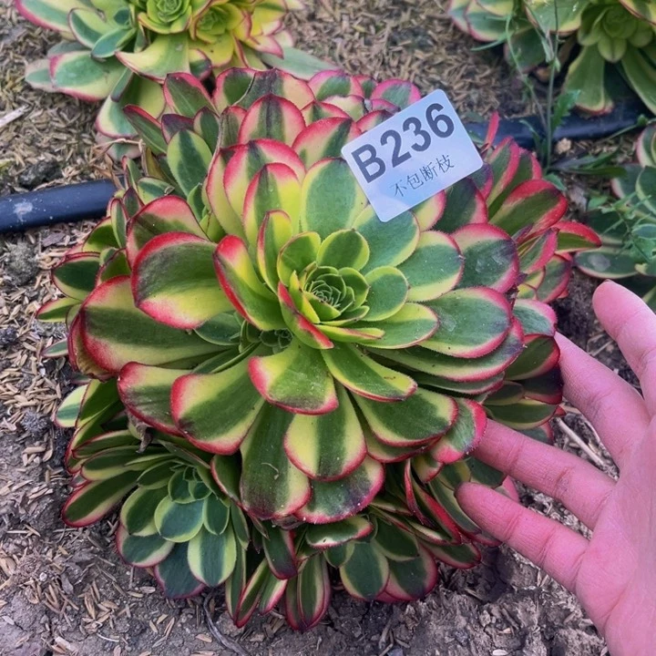 236奶白量多肉法师不包断枝