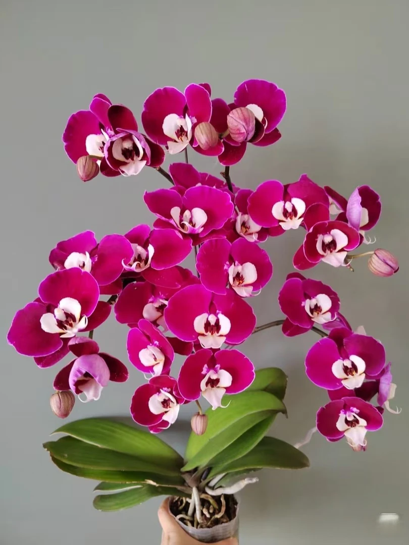 芊汀蝴蝶兰【米歇尔】3.5加高出剑苗 蝴蝶兰皇后 叶片易裂