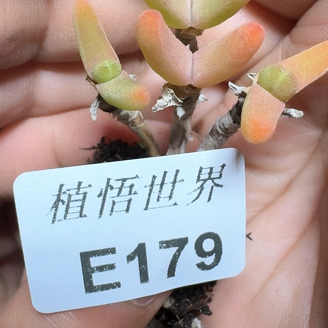 179号的多肉植物哇v