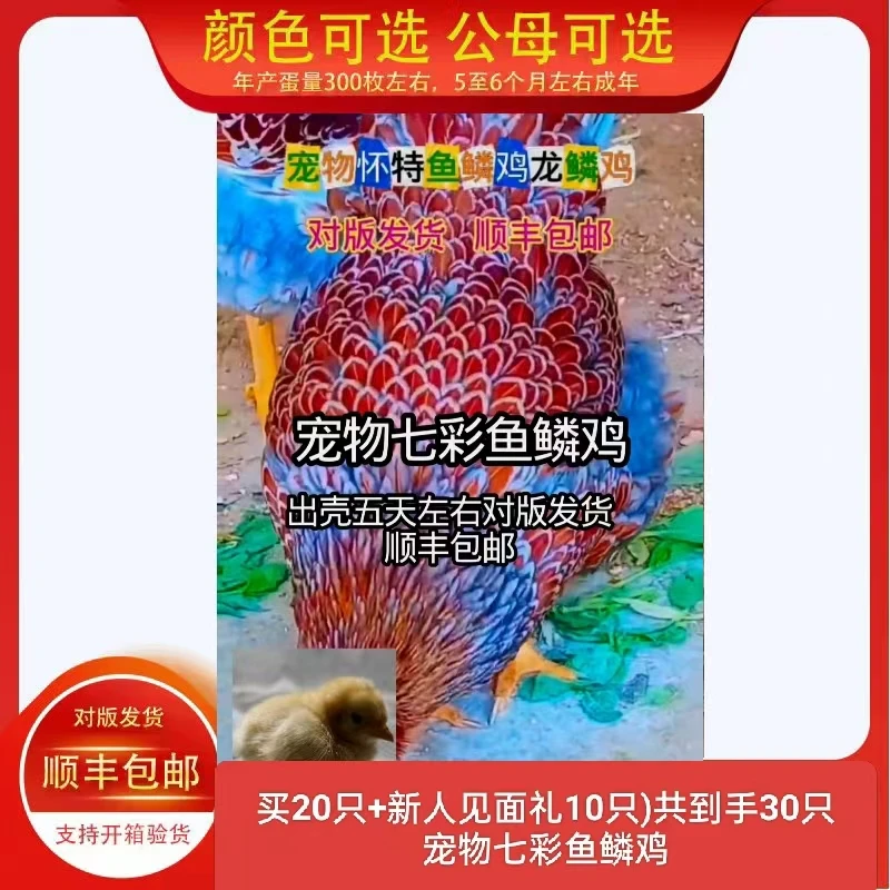 宠物七彩鱼鳞鸡顺丰发货