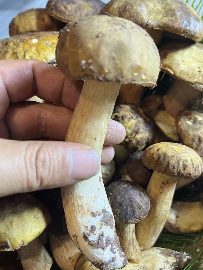 云南新鲜山珍菌菇组合牛肝菌鸡枞菌羊肚菌煲汤佳品