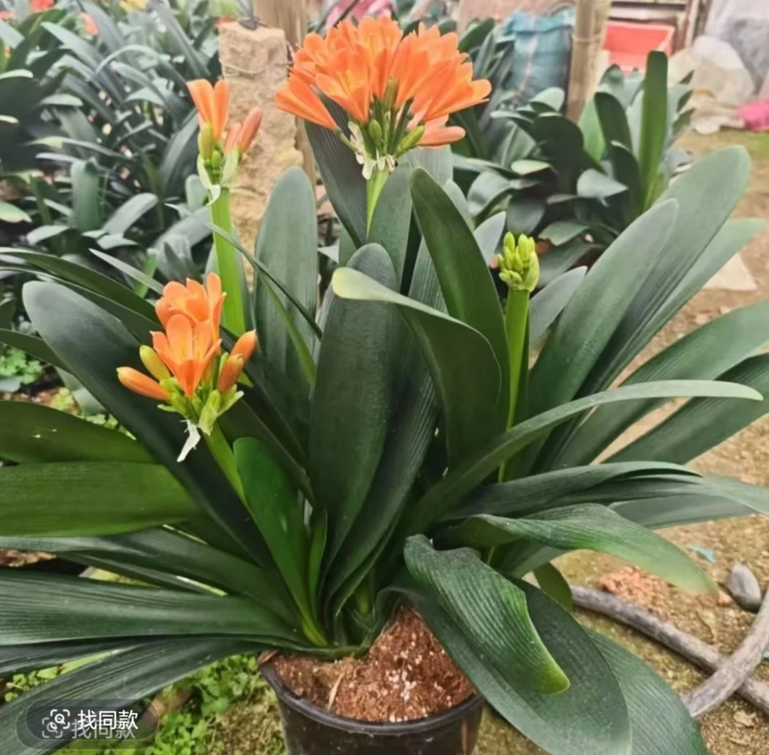 多头群兰盆栽花卉室内客厅阳台花卉绿植盆栽