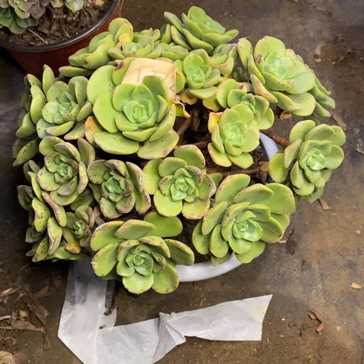 百合莉莉多肉断头不包1772