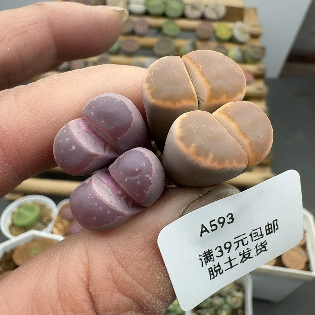 593多肉哈哈哈哈哈哈哈
