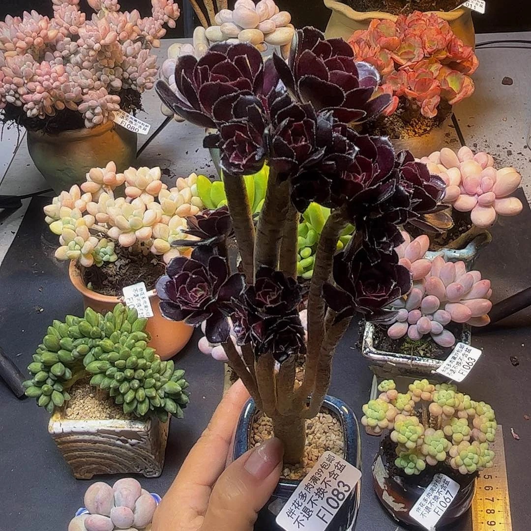 玫瑰法师083/9cm多肉