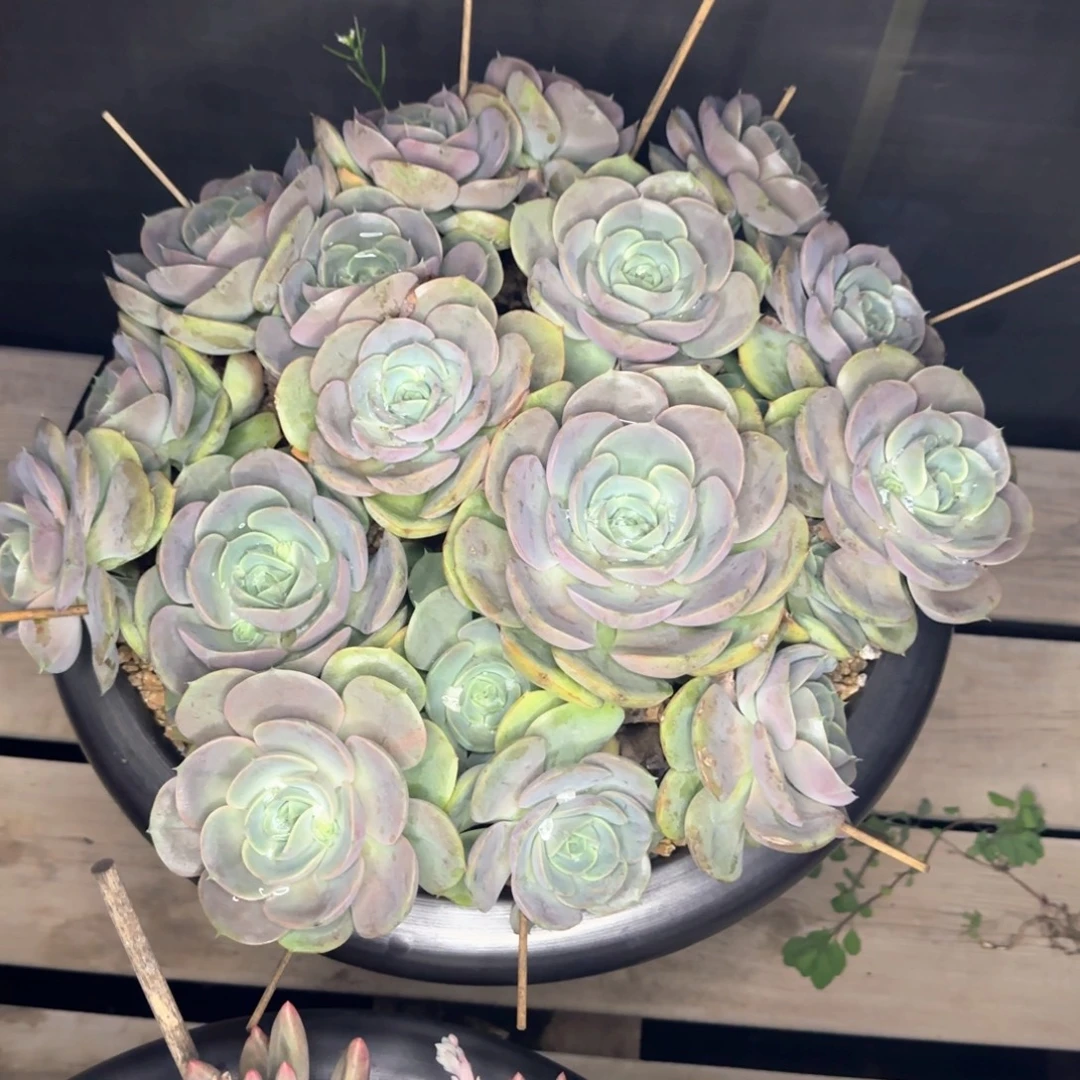多肉植物多肉植物