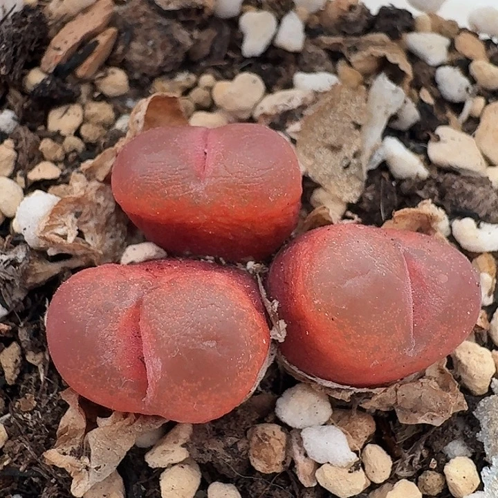 老马生石花三头吕红1820