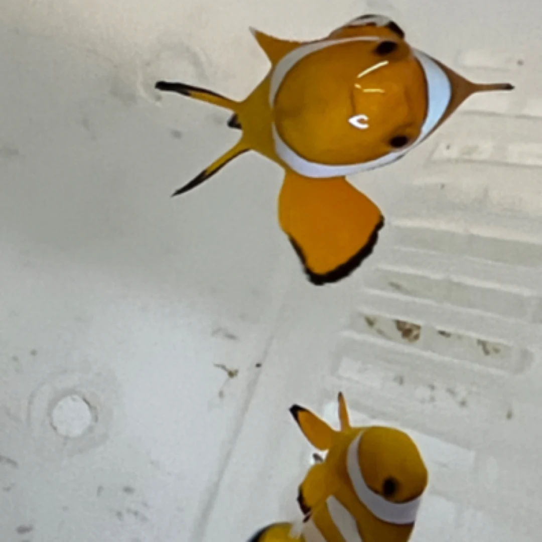 小丑鱼 巴东公子小丑鱼 野生海水鱼