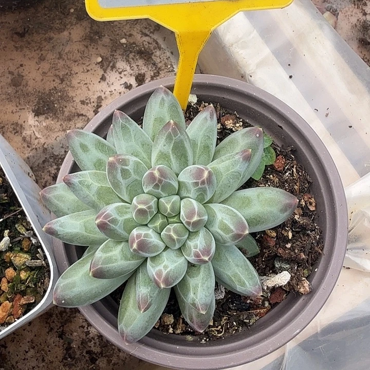 伊卡鲁斯一物一拍988