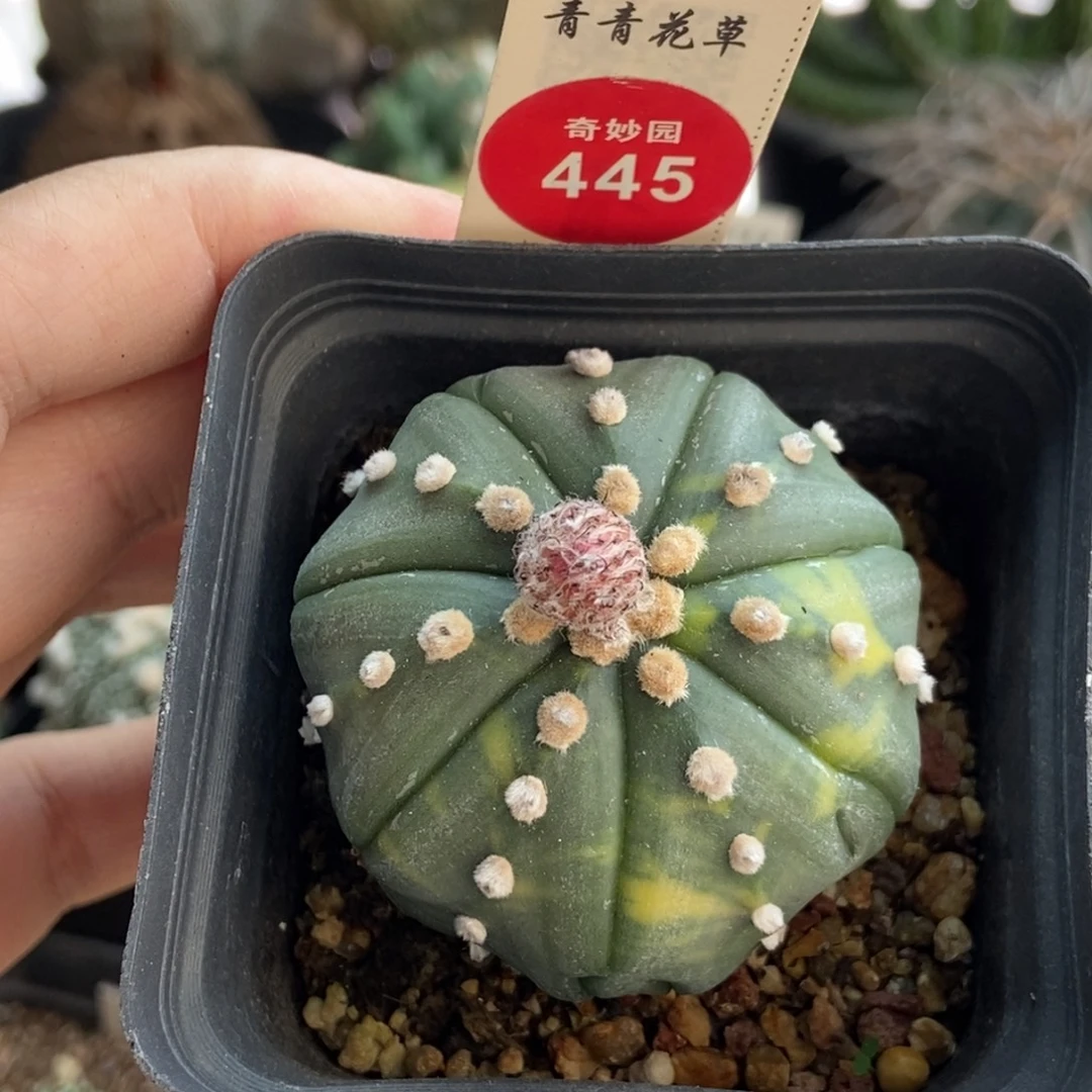 实生高绒花兜锦4.8cm