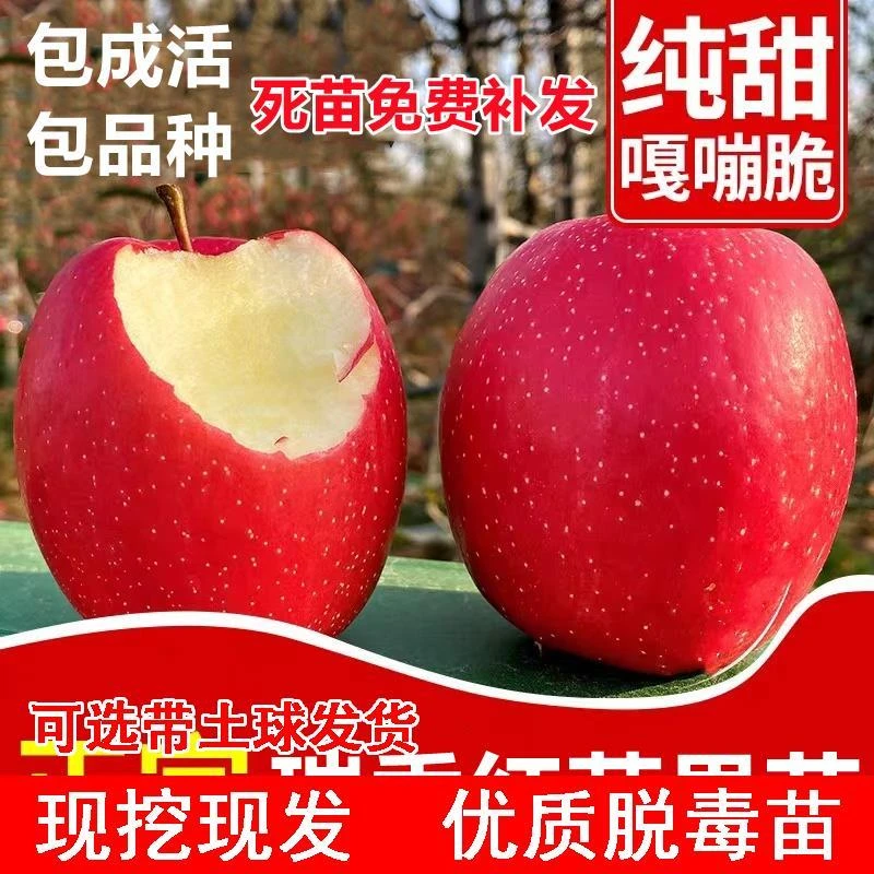 嫁接矮化瑞香红苹果树苗全红晚熟特大脆甜浓果25苹果苗南北方种植
