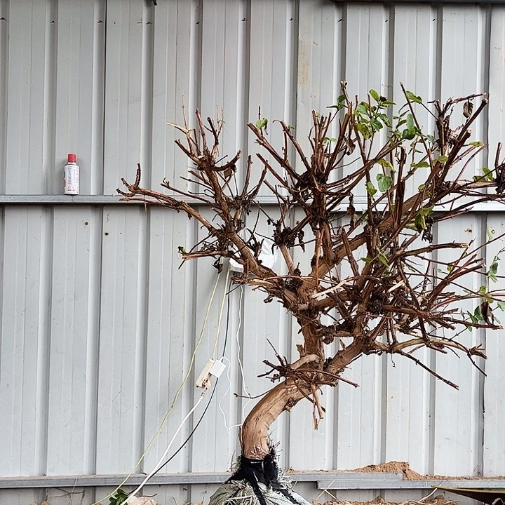 无花朵金银花金银花老桩