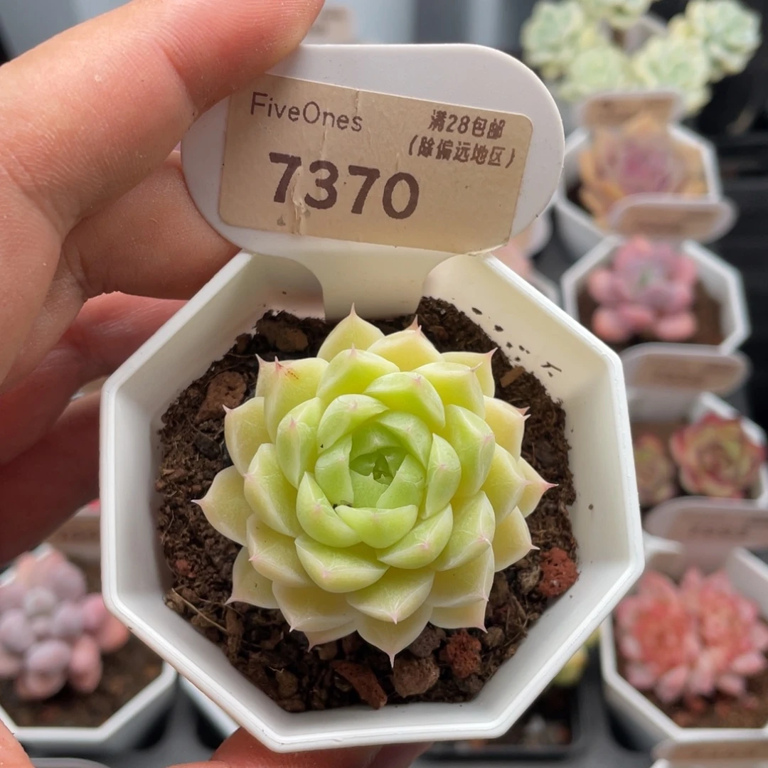 绿糖甜心7370-4.5厘米