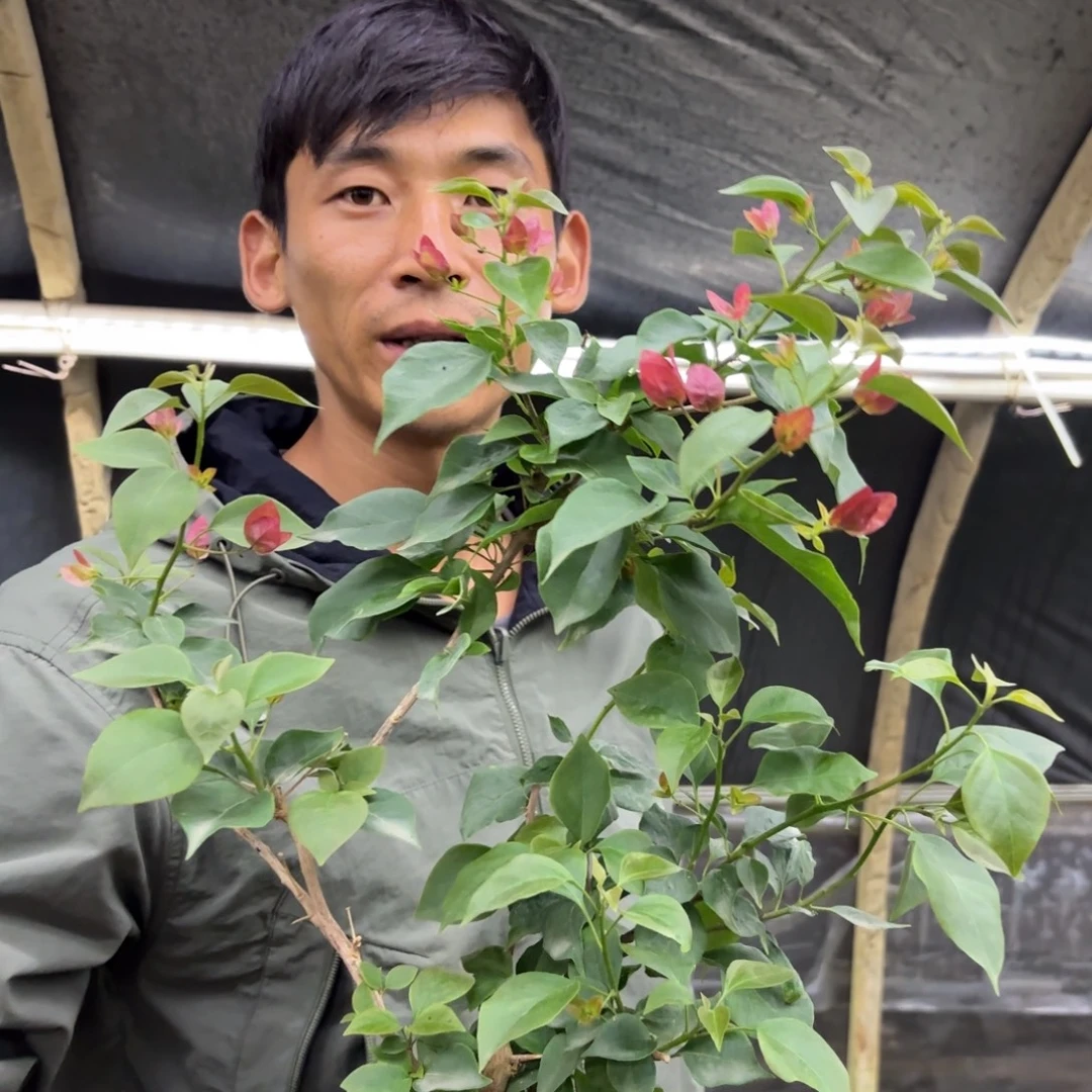 完全开放花苞（欧若拉）三角梅会落花落叶会光杆苗有大有小