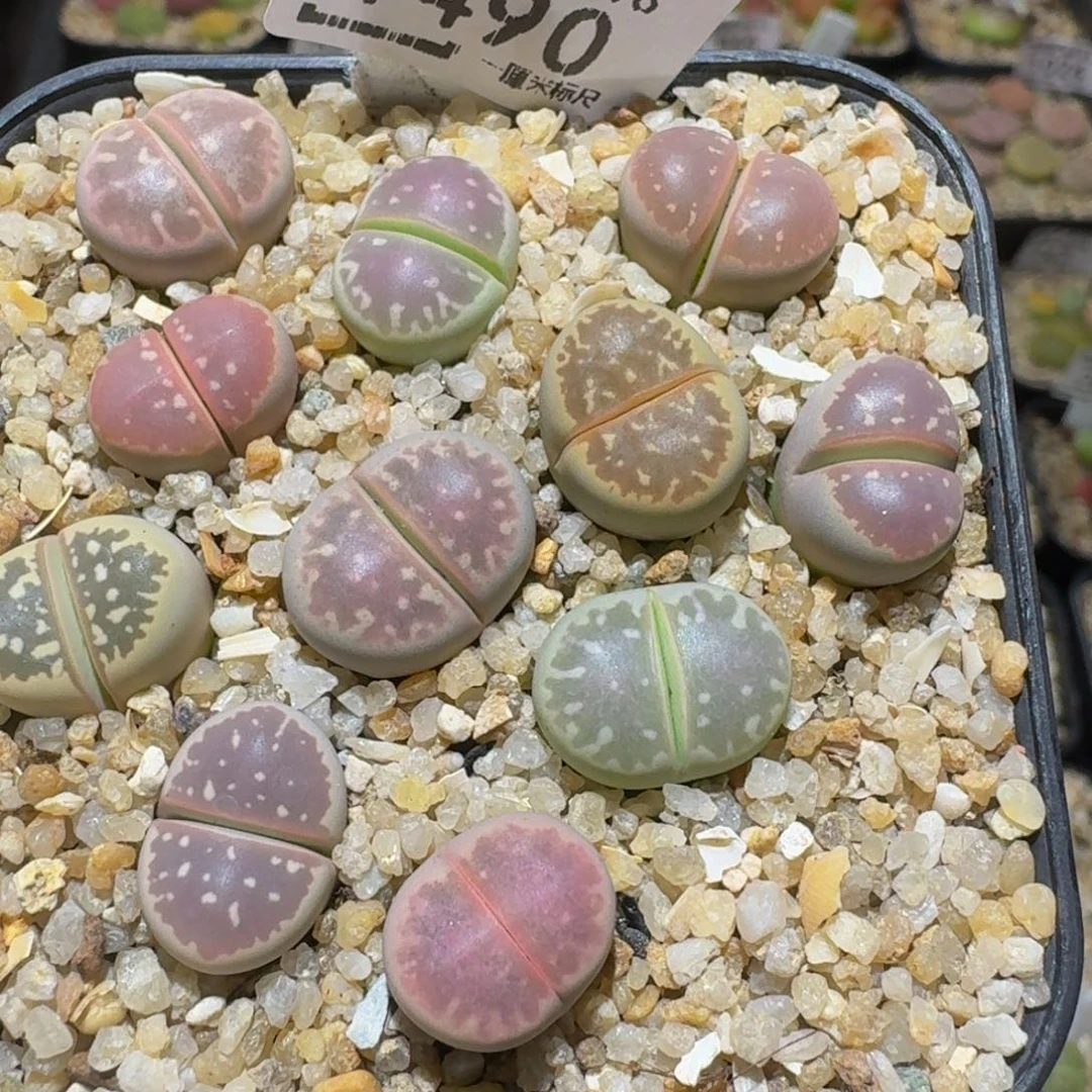 Ssss精品生石花1490