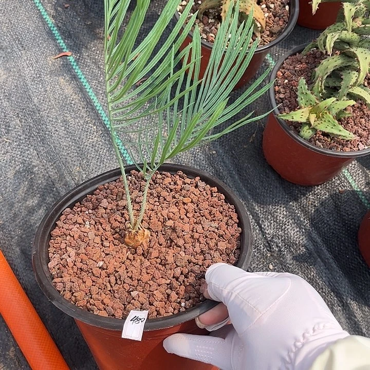 凱恩斯铁树多肉植物