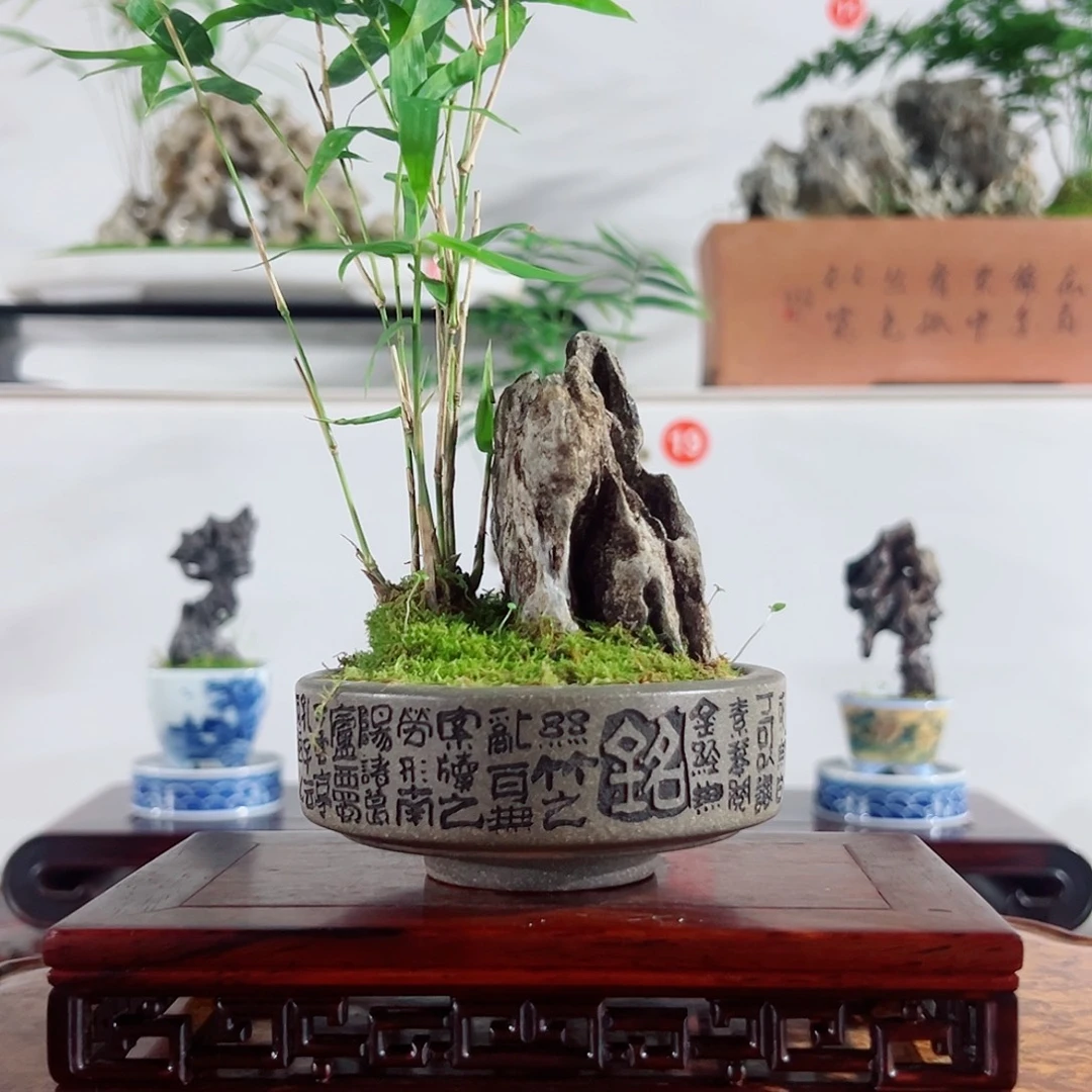 无花朵盆景，凤尾竹，英石，