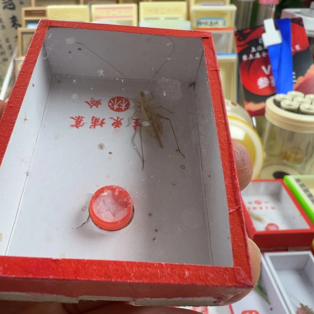 蟋蟀两只柬埔寨竹蛉