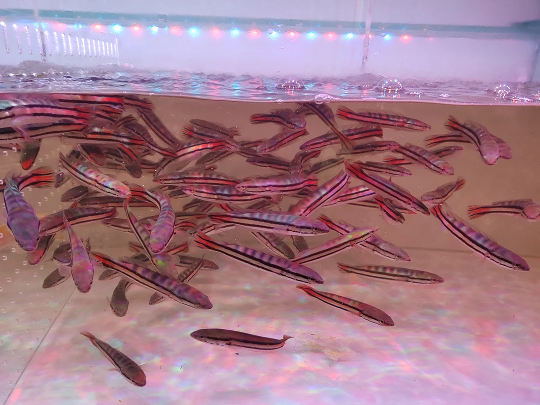 铅笔鱼观赏鱼大型凶猛肉食鱼好养耐活适合龙鱼配鱼