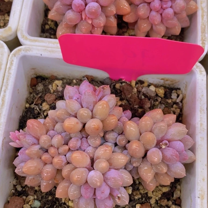 多肉植物，一物一拍