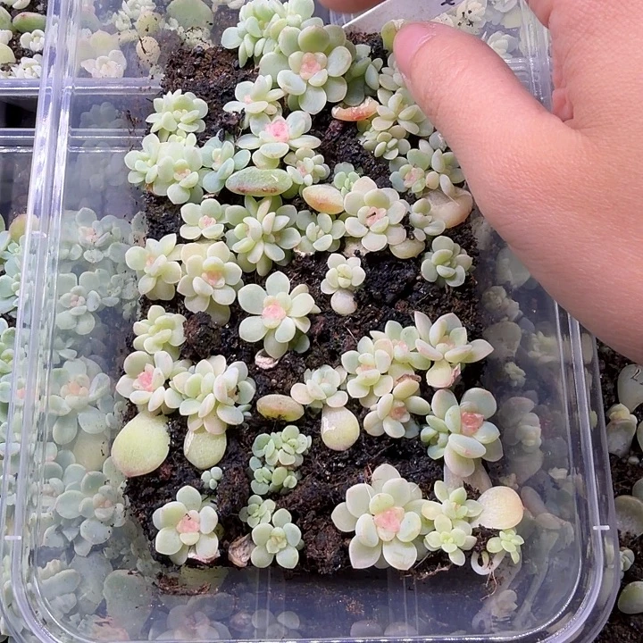 拿铁西米露十颗一组