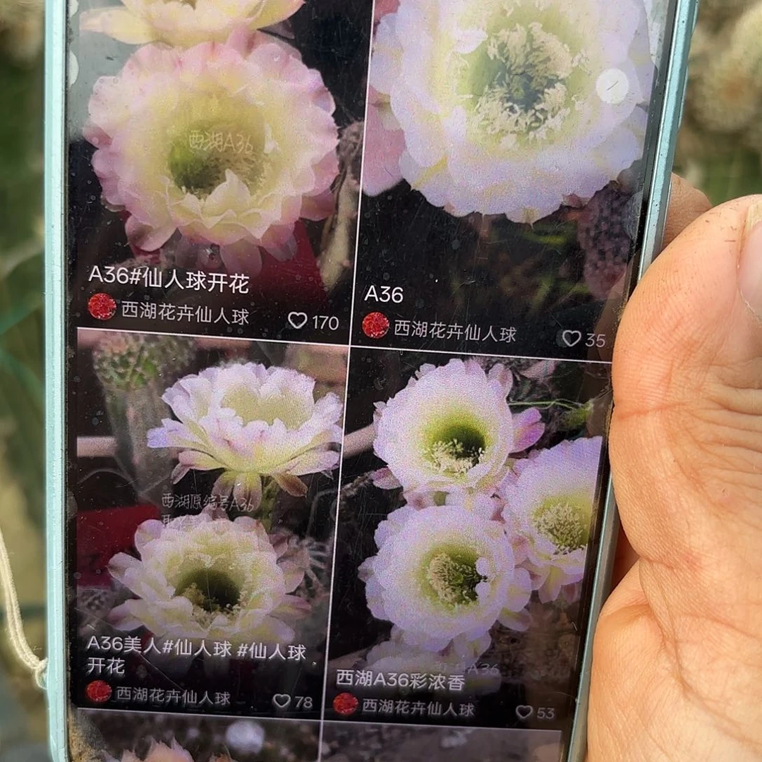 A36三公分无根侧牙