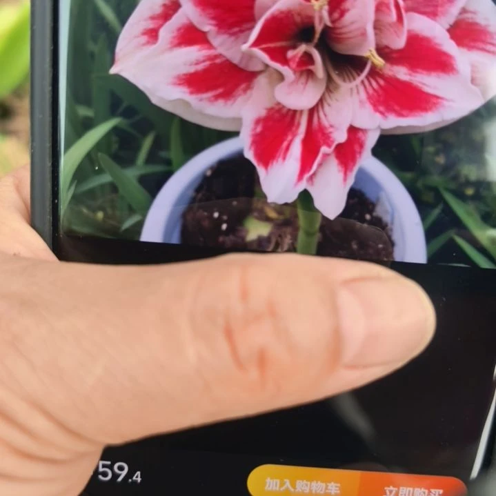 当前无花栽培后可以开花女王残次球