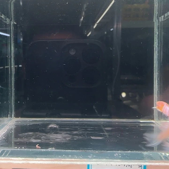 孔雀鱼9蓝白半月尾一对