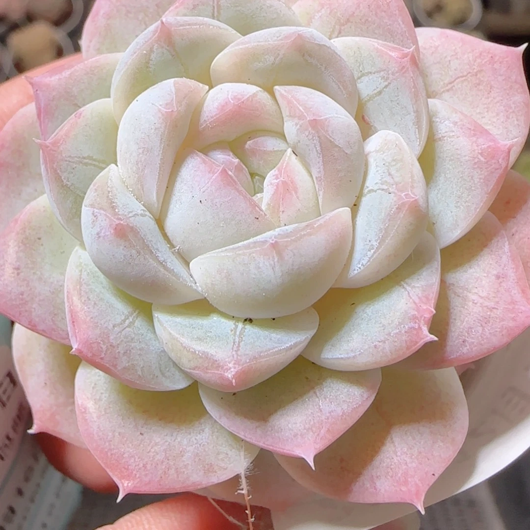 花语多肉1216-251溏心