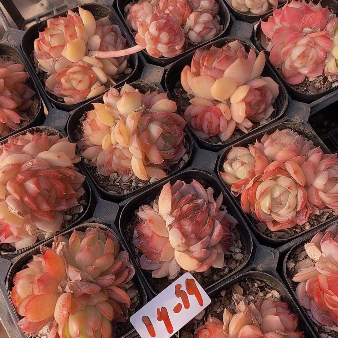 19-59粉色蔓越莓群一颗量拍