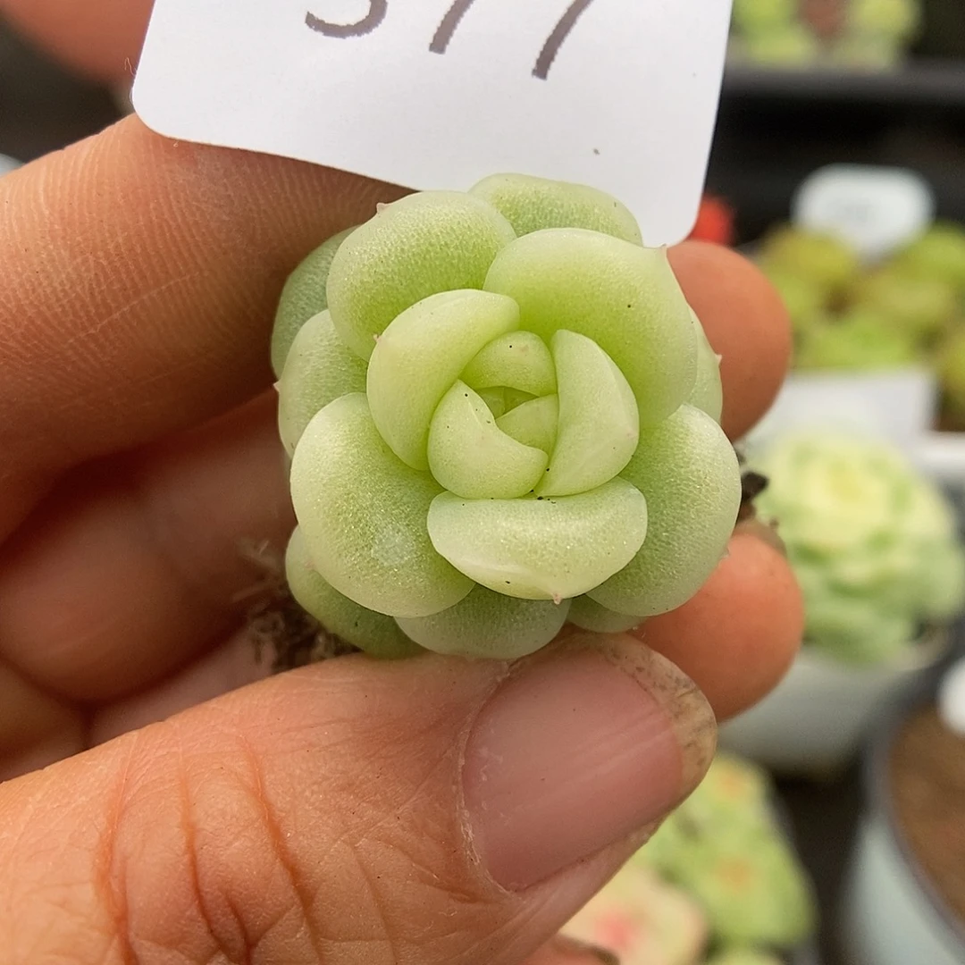 一物一拍一物一拍926-377