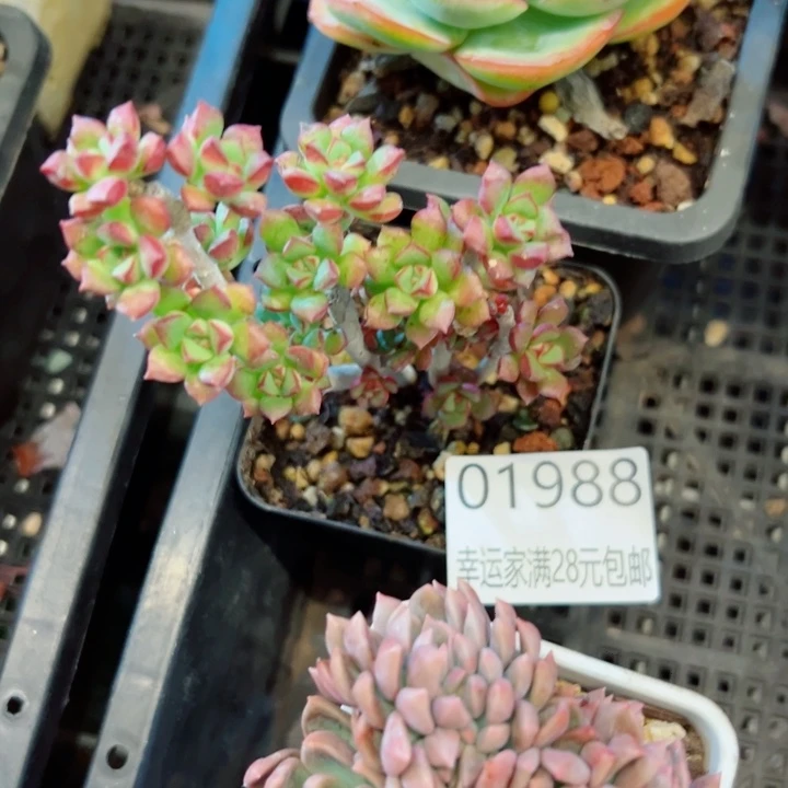 幸运的是我还没遇到